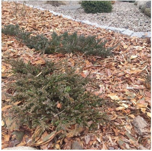 KORA SOSNOWA OGRODOWA WOREK 80L na Arena.pl