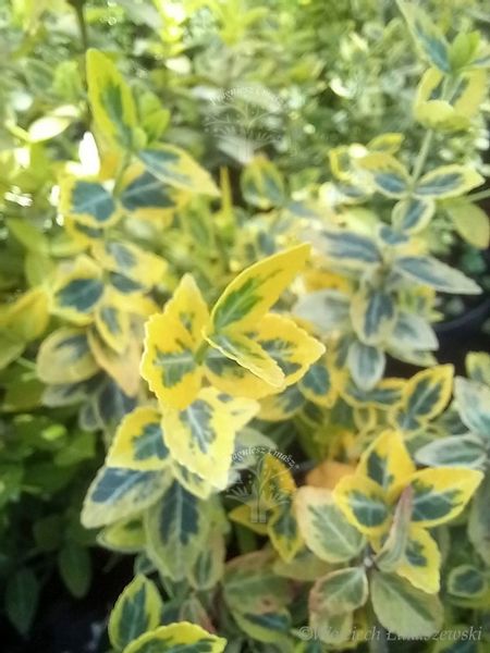 Trzmielina Emerald`n Gold pnąca murki pergola zdjęcie 1