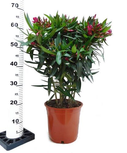 OLEANDER KRZEW wys.: 70 cm na Arena.pl