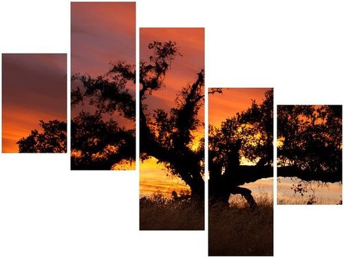 100 75CM OBRAZ 5 ELEM DĄB ZACHODZĄCYM SŁOŃCU DON MCCULLOUGH ŚCIENNY na Arena.pl