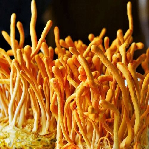 Cordyceps militaris - grzybnia w płynie 10ml na Arena.pl