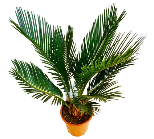 CYKAS (CYCAS) 40 cm na Arena.pl