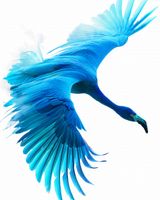 Plakat 40x50cm Błękitny Lot