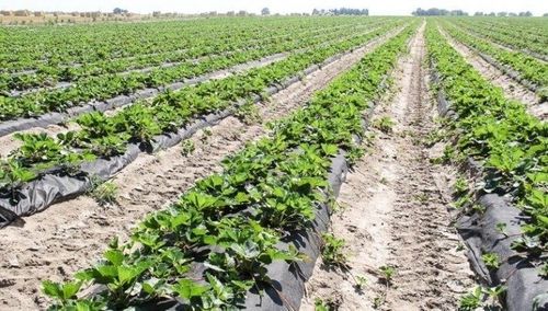 Szpilki do agrowłókniny U15s 100 szt. na Arena.pl