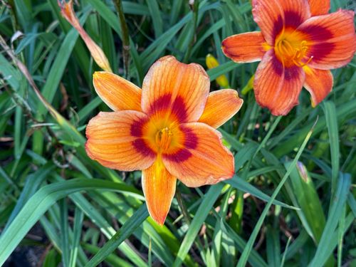 Liliowiec 'Rocket City' Pomarańczowy Czerwony (Hemerocallis) Doniczka 2.0L na Arena.pl