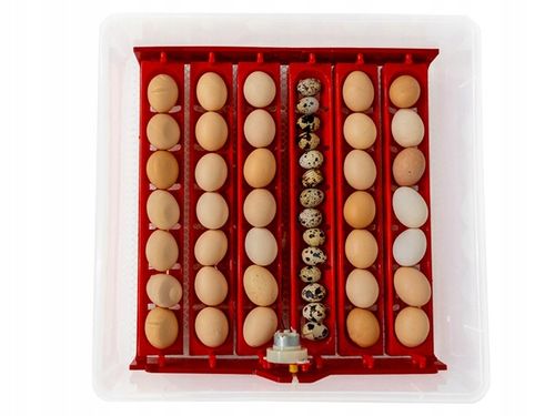 Kompletny zestaw INKUBATOR AUTOMATYCZNY DINO do 56 JAJ DROBIU Różne GATUNKI na Arena.pl