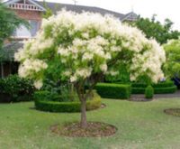 JESION MANNOWY Fraxinus ornus - NASIONA 400 sztuk - 10g.