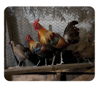 Podkładka pod myszkę Kury