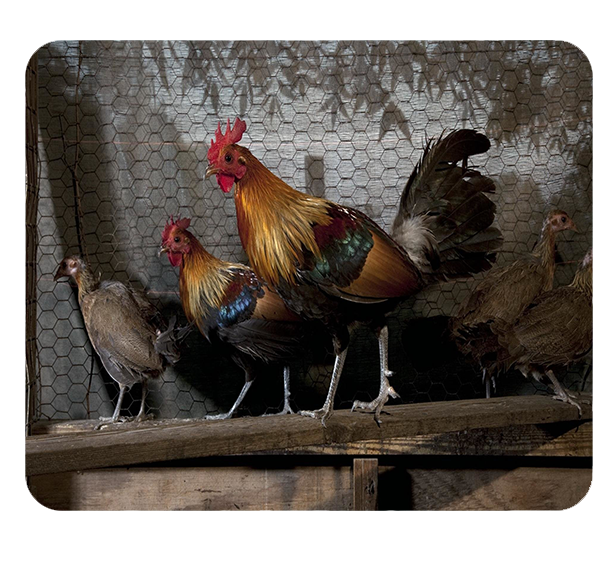 Podkładka pod myszkę Kury zdjęcie 1