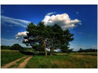 120CM 80CM OBRAZ ŚCIENNY SILNE DRZEWA