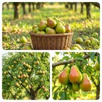 GRUSZA KRÓLEWSKA słodkawo - winna SMAK DZIECIŃSTWA