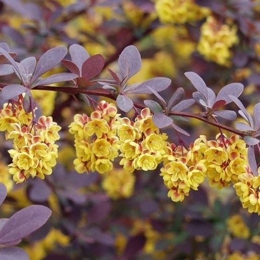 Berberys Thunberga Ottawski SUPERBA 10-30cm Piękne Liście zdjęcie 1