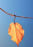 Plakat 25x35cm Ostatni Liść