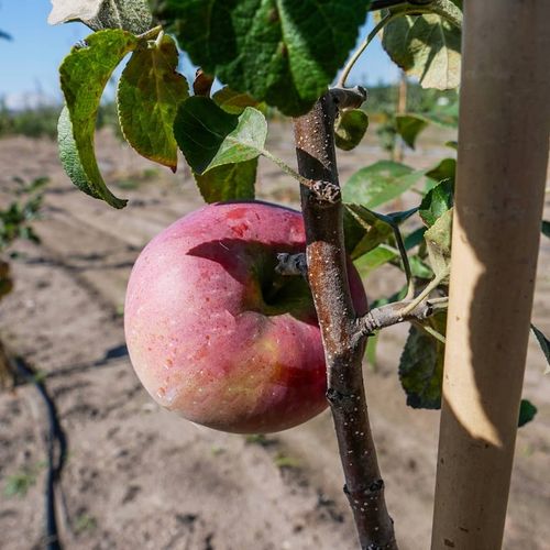 SADZONKI DRZEWKA OWOCOWE JABŁOŃ LOBO PYSZNA DESEROWA KRUCHE OWOCE na Arena.pl