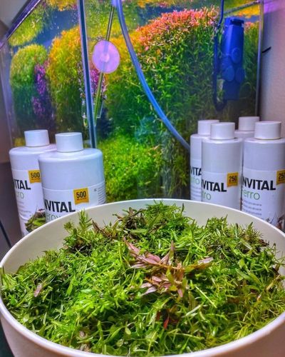 INVITAL Macro 500 ml na Arena.pl