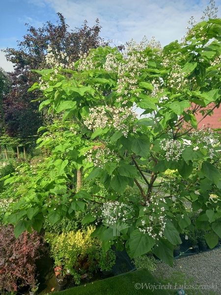 Katalpa surmia bignoniowa sadzonka zdjęcie 2