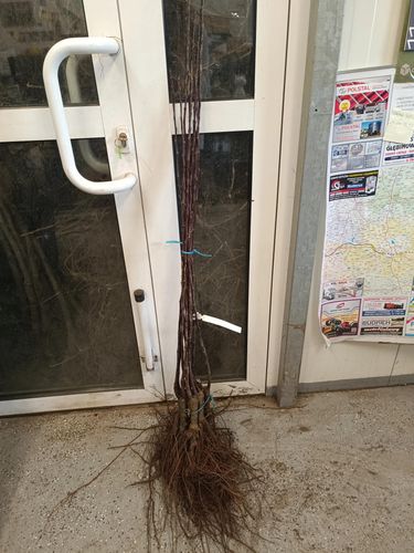 JABŁOŃ RAJSKA OZDOBNA CZERWONA PIĘKNOŚĆ SZCZEP - sadzonki 100 / 120 cm na Arena.pl