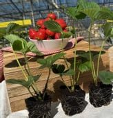 NAJSŁODSZA TRUSKAWKA odmiana SENGA SENGANA, 10 szt. sadzonek ukorzenionych