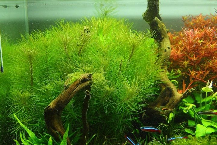 Rośliny do akwarium Pogostemon Erectus Piękny zdjęcie 1