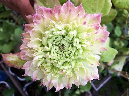 Powojnik Clematis Midori C2 E na Arena.pl