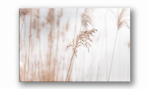 OBRAZ NA PŁÓTNIE PROSTOKĄTNY - Źdźbło na Arena.pl