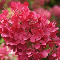 HORTENSJA DIAMANT ROUGE - sadzonki w doniczkach