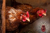 ZIEMIA OKRZEMKOWA dla Kur DIATOMIT 10 kg Choroby Pluskwy Ptaszyńca Pasożyty