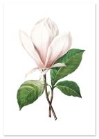 Plakat kwiat magnolia retro vintage 70x100 cm