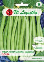 Nasiona Fasola szparagowa karłowa Scuba zielona