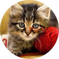 Opłatek na tort KOT Kotek Kotki Kiciuś Kocur Miluśiński Tekst Gratis