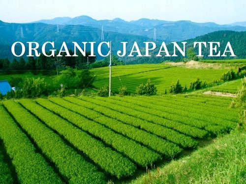 Herbata japońska Matcha Kikyou BIO 100g OSADA na Arena.pl