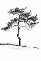 Plakat 61x90,5cm Samotna Sosna
