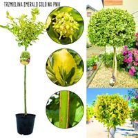 Trzmielina Emerald Gold pienna NA PNIU 100-150 cm