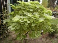Surmia Catalpa Katalpa Pulverulenta PA 120-140cm