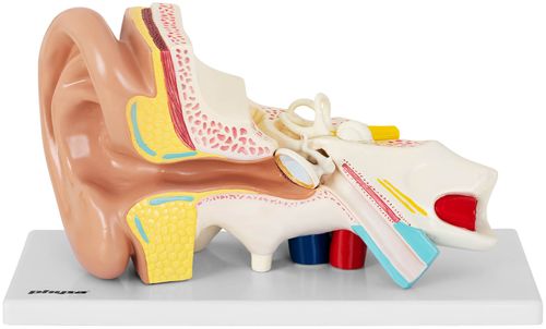 Ucho - model anatomiczny Physa PHY-EM-1 na Arena.pl