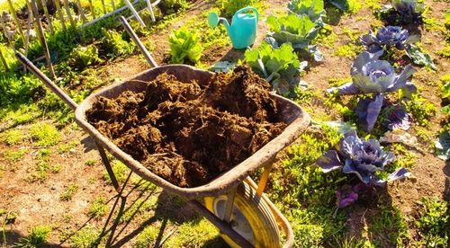 OBORNIK Granulowany Nawóz do Roślin Warzyw Jesienny Wiosenny 40L na Arena.pl