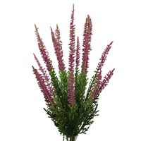 Bukiecik wrzos  różowy