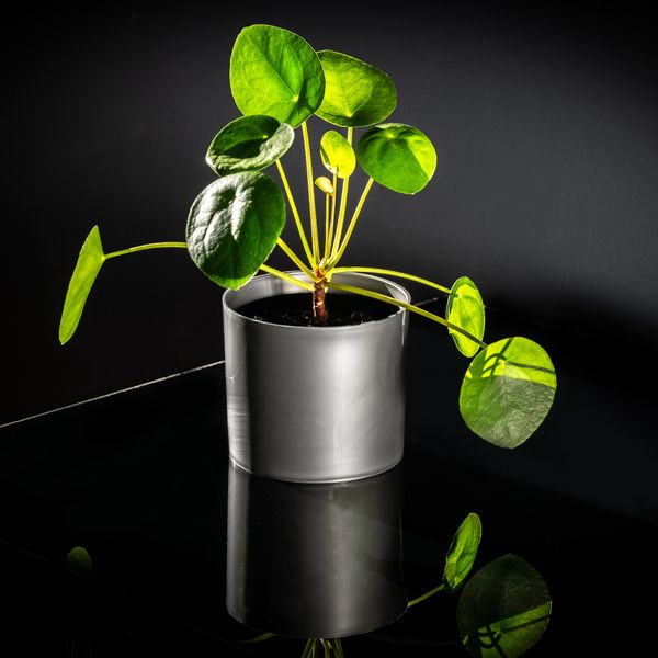 DONICZKA OSŁONKA NA KWIATY OKRĄGŁA SREBRNA 6 CM zdjęcie 2