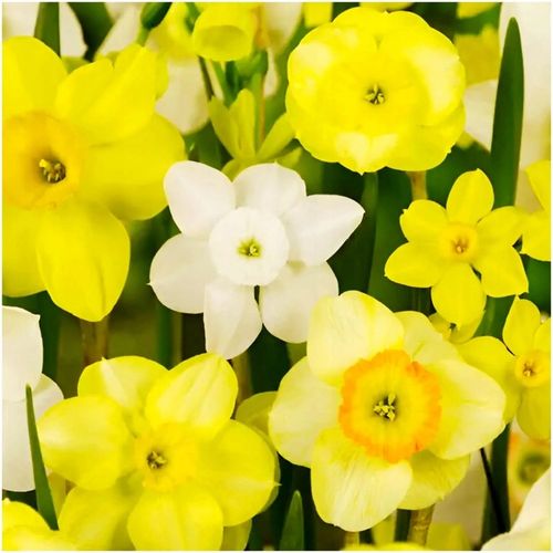 NARCYZ zestaw MIX BOTANICZNY cebulki 50 szt. + GRATIS na Arena.pl