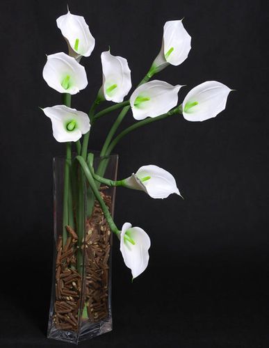 Kalia biała na Arena.pl