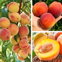 BRZOSKWINIA INKA SOCZYSTE OWOCE POLSKA ODMIANA SADZONKI DRZEWKA