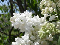 BEZ MADAME LEMOINE na pniu - sadzonki 100 / 120 cm