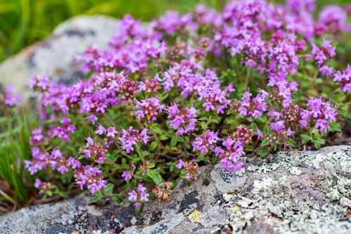 Macierzanka piaskowa (Thymus serpyllum) na Arena.pl
