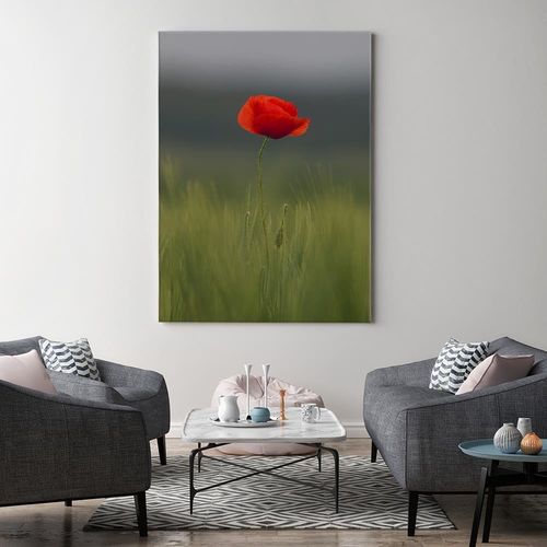 Obraz na płótnie – Canvas, mak na polu 40x60 na Arena.pl