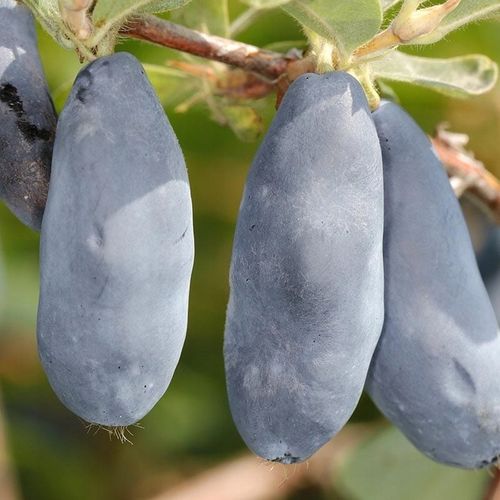 Szkółka Jagoda Kamczacka ZESTAW KANADYJSKICH odmian na Arena.pl