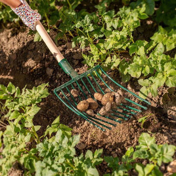 WIDŁY Z TRZONKIEM DO ZIEMNIAKÓW BURAKÓW 10-ZĘBNE zdjęcie 8