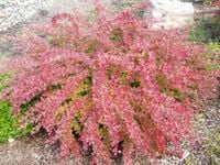 P9 BERBERYS RED CARPET KRZEWY24