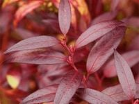 Kiścień japoński ROYAL RUBY Czerwony Zimozielony Sadzonki P9