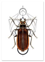 Plakat robaki owady geometria 70x100 cm