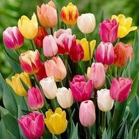 Tulipan Picking garden mix 100szt Tulipany